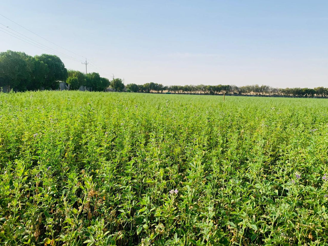 The Journey of Beneficial Microorganisms from Japan to the UAE