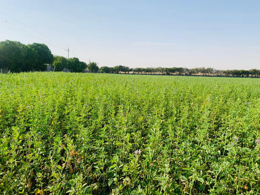 The Journey of Beneficial Microorganisms from Japan to the UAE